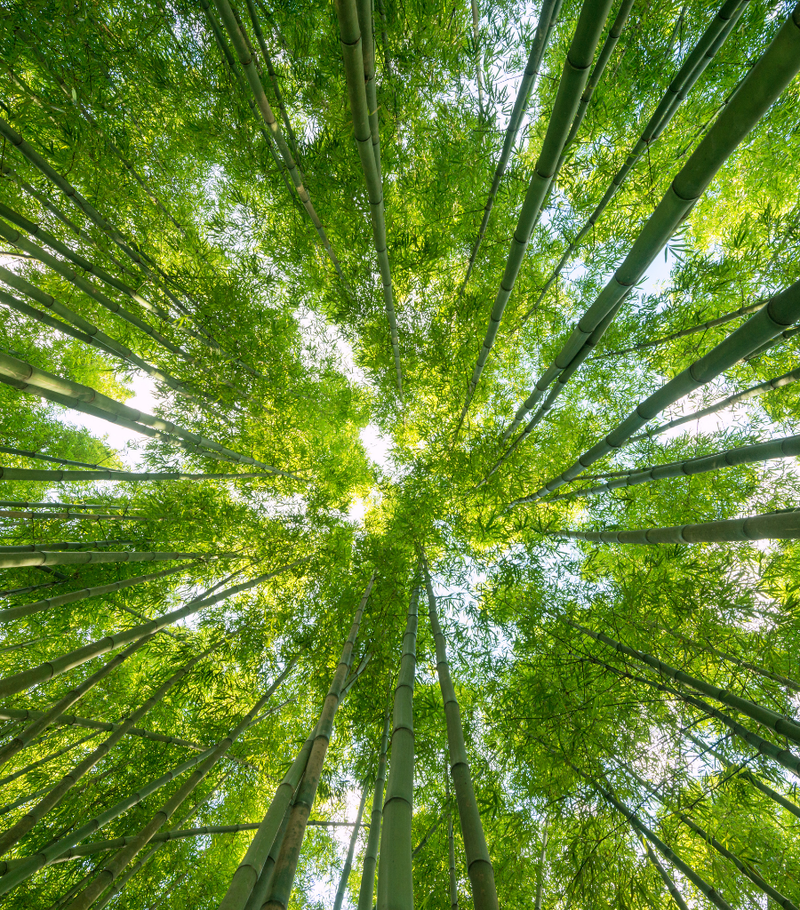 Forêt de bambous illustrant l’engagement durable et responsable d’Atelier Lulu Switzerland